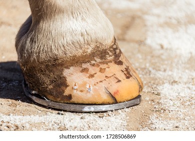 Close-up of a horse hoof with a horseshoe, after trimming and shaping by farrier. Copper nails are visible on the bright hoof.