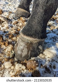 Closeup of horse hoof on winter snowy ground outside. Black leg and overgrown hoof in need of farrier trim. Coronary band clearly visible. 