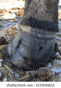 Closeup of horse hoof on winter snowy ground outside. Black leg and overgrown hoof in need of farrier trim. Coronary band clearly visible. Hoof is unbalanced and crooked. 