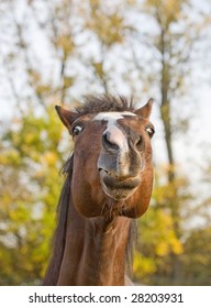 Close-up Of Horse Making Funny Face