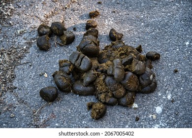 Closeup of horse manure on the countryside road