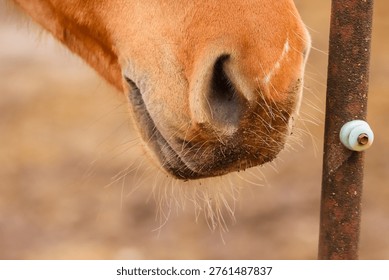 Close-up of a horse muzzle. It includes the area of the mouth, nostrils, chin, lips, and front of the nose. It is very mobile and sensitive. Whiskers help the horse sense things close to its nose. 