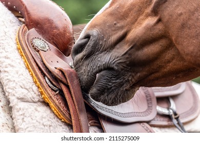 Close-up Of A Horse Nose Sniffing At A Western Saddle