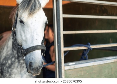 close-up horse in the stable, showcasing its calm demeanor. In the background, a young female rider tends to the horse, gently offering care and affection after a training session at the ranch - Powered by Shutterstock