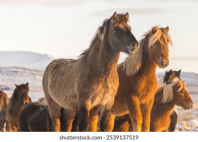 A closeup of horses grazing on a snowy field - Powered by Shutterstock