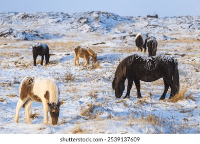 A closeup of horses grazing on a snowy field - Powered by Shutterstock