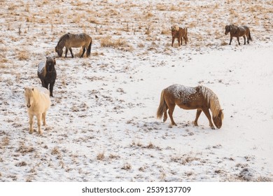 A closeup of horses grazing on a snowy field - Powered by Shutterstock