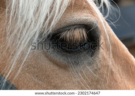 Image, Stock Photo humans in animals Horse