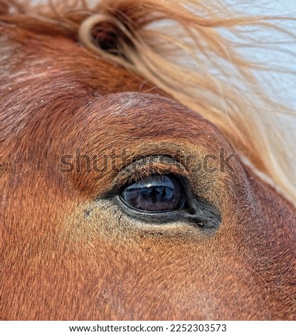 Similar – Image, Stock Photo humans in animals Horse