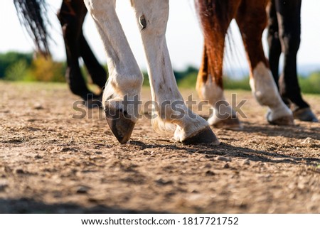 Close-up of a horse's hind legs and hooves in resting position on a horse pasture (paddock) at sunset. Typical leg position for horses. Concepts of rest, relaxation and well-being. Background blur.