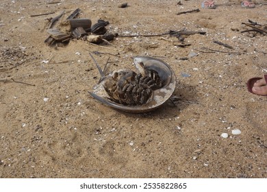 A close-up of a horseshoe crab shell lying on a sandy beach, surrounded by small shells, driftwood, and scattered debris. Human feet are visible nearby, adding scale to the scene. - Powered by Shutterstock