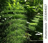 Close-up of horsetail against dark background of shady forest