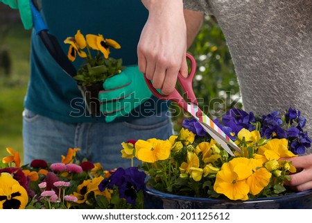 Similar – Image, Stock Photo pansies Pansy