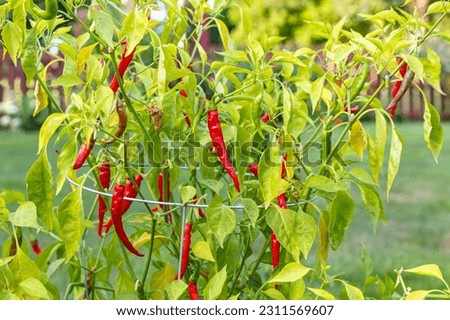 Closeup of hot cayenne chili pepper fruit on growing on plant in garden. Concept of fresh, organic farm to table produce, gardening and farmers market