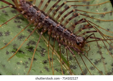 Closeup House Centipede Borneo Stock Photo 714102127 | Shutterstock