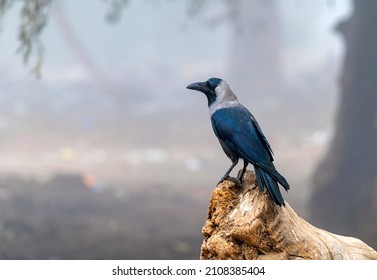 closeup of house crow , crow is sitting on the tree
				birds with blur background 