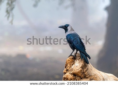 closeup of house crow , crow is sitting on the tree
birds with blur background 
