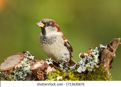 closeup of a House sparrow standing on a tree