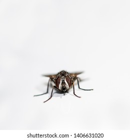 Closeup of a housefly bug