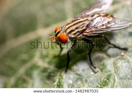 Close-Up Of Housefly On Floor.