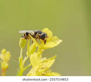 Close-up of a hoverfly feeding on the bright yellow flower of a Brassica plant, highlighting the delicate petals, detailed stamens, and the insect's translucent wings and striped abdomen. The natural  - Powered by Shutterstock