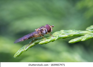 Closeup of a Hover-fly on evergreen foliage of X Cuprocyparis leylandii