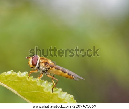 Close-up of a hoverfly on a leaf. A common plant pollinator.