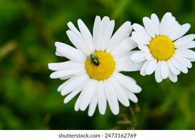 Close-up of a hoverfly on a white daisy with yellow center, surrounded by multiple daisies against a blurred green background, showcasing pollination and the beauty of spring flora, greenery plants - Powered by Shutterstock