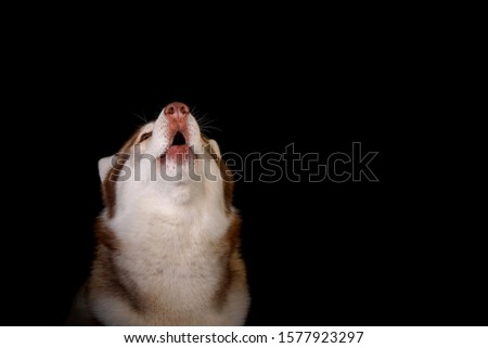 Close-up of howling siberian husky looking up. Concept for advertising, black friday and other announcements. Portrait of a dog.