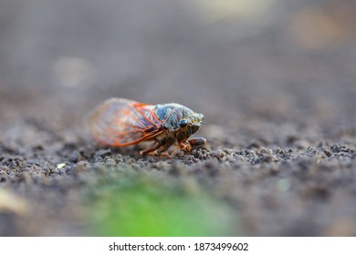 Closeup Huge Cicada Sit On The Ground