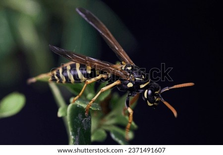 A closeup of a huge European paper wasp looking for nectar in a garden surrounded by green leaves