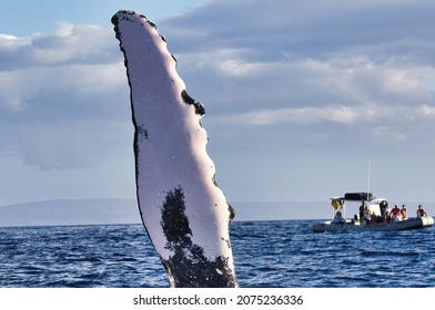 Close-up Of A Huge Humpback Whale Waving Its Pectoral Fin Towards A Packed Whale Watching Raft On Maui.