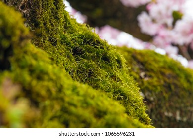 Close-up of a huge patch of green moss growing on a cherry tree. In the background are cherry blossoms. 
