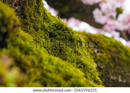 Close-up of a huge patch of green moss growing on a cherry tree. In the background are cherry blossoms. 