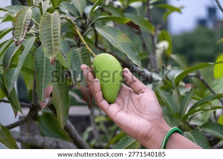 Close-up of a human hand with a green bangle holding a fresh raw green mango hanging from a tree branch in a garden, illustrating a nature and organic fruit farming concept.