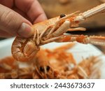 Close-up of a Human Hand Holding Norway lobster