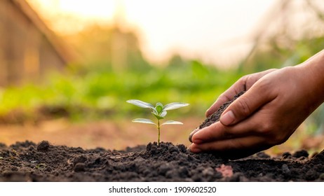 Close-up of a human hand holding a seedling including planting seedlings, Earth Day concept, global warming reduction campaign and managing ecological balance. - Shutterstock ID 1909602520