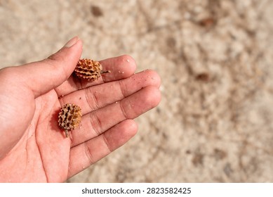 Close-up of human hand holding small dry casuarina pine cones on sunny outdoor background