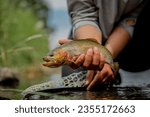 A closeup of human hands holding Westslope cutthroat trout above water