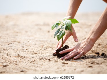 Close-up of human hands taking care of green branch with leaves in soil - Powered by Shutterstock