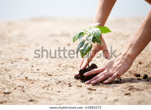 Close-up of human hands taking care of green branch\
with leaves in soil