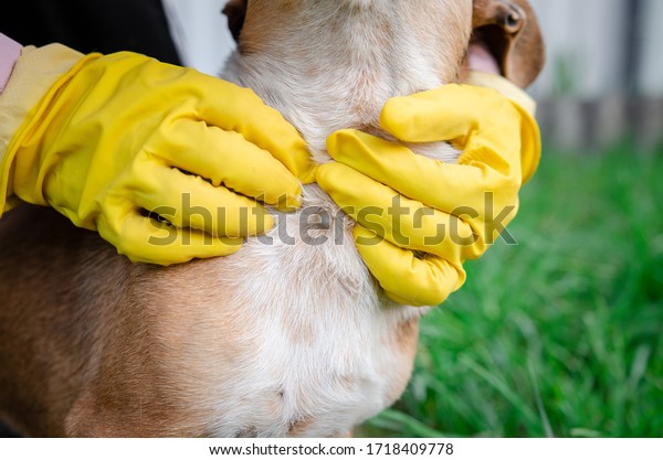 Closeup of human hands using silver \
tweezers to\
remove dog adult tick from the fur,dog health care concept.\
Veterinarian doctor removing a tick from dog - animal and pet\
veterinary care concept