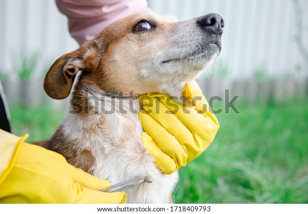 Closeup of human hands using silver \
tweezers to\
remove dog adult tick from the fur,dog health care concept.\
Veterinarian doctor removing a tick from dog - animal and pet\
veterinary care concept