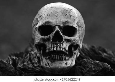 Close-Up Human Skull in Dramatic Light