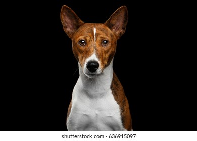 Close-up Humanity Portrait White with Red Basenji Dog waiting Stare on Isolated Black Background, Font view - Powered by Shutterstock