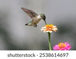 A close-up of a hummingbird feeding on a vibrant flower with blurry gray background