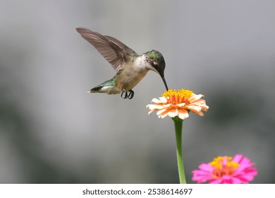 A close-up of a hummingbird feeding on a vibrant flower with blurry gray background