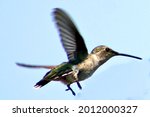 Closeup of a hummingbird flapping its wings in selective focus