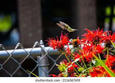 A Closeup Of A Hummingbird In Syracuse, NY