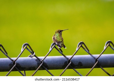 A Closeup Of A Hummingbird In Syracuse, NY